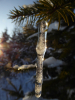 Eiszapfen bei Sonnenuntergang